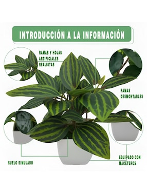 Set maceta Xtellar de plástico