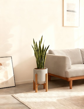 Maceta Haus Oasis Floral