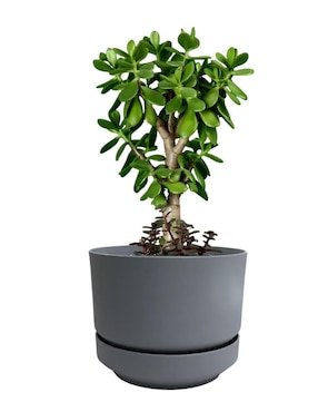 Maceta con base Xtellar de plástico