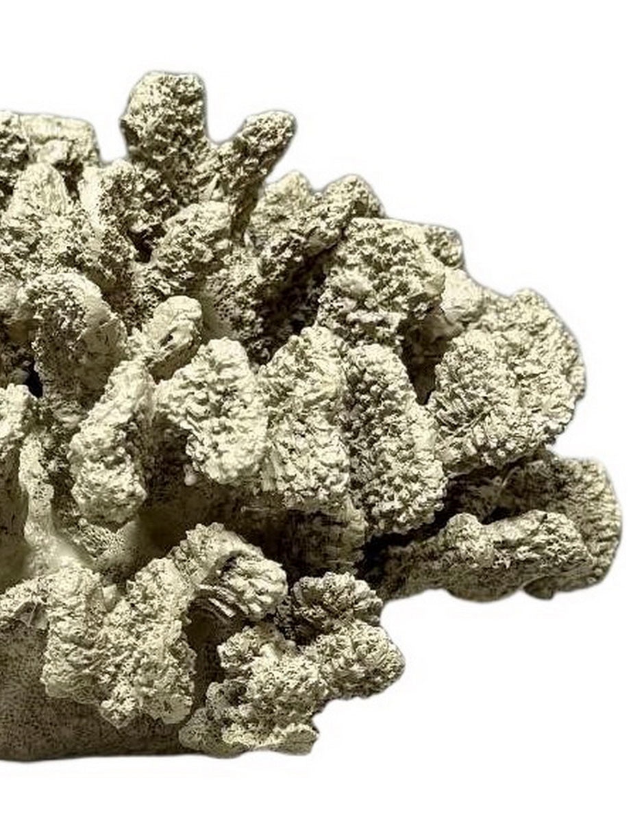 Figura de coral 2